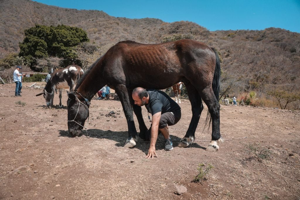 Coaching asistido por caballos 2 coaching-asistido-por-caballos-kognitiv-coaching-1