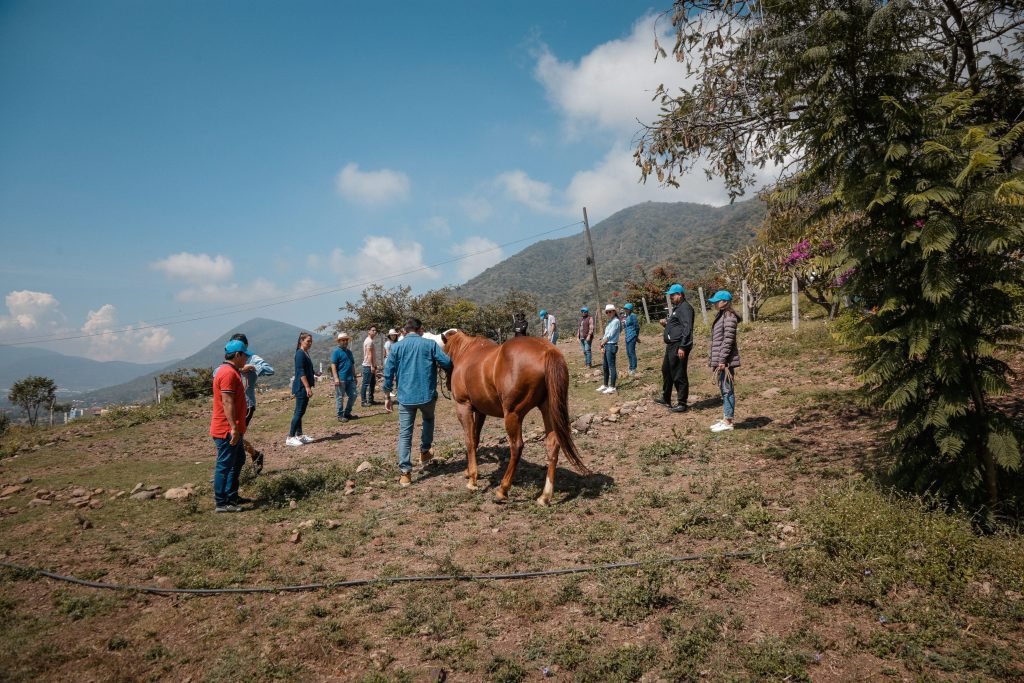 Coaching asistido por caballos 3 kognitiv caballos 335